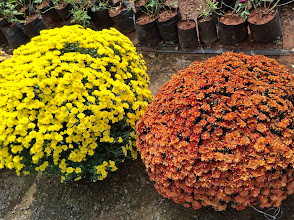 How to Get Maximum Blooms on Chrysanthemum (Chamanthi) Plants: Care Guide